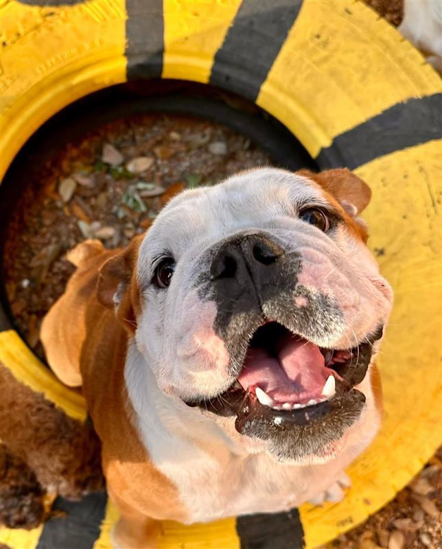 dog training magnolia tx