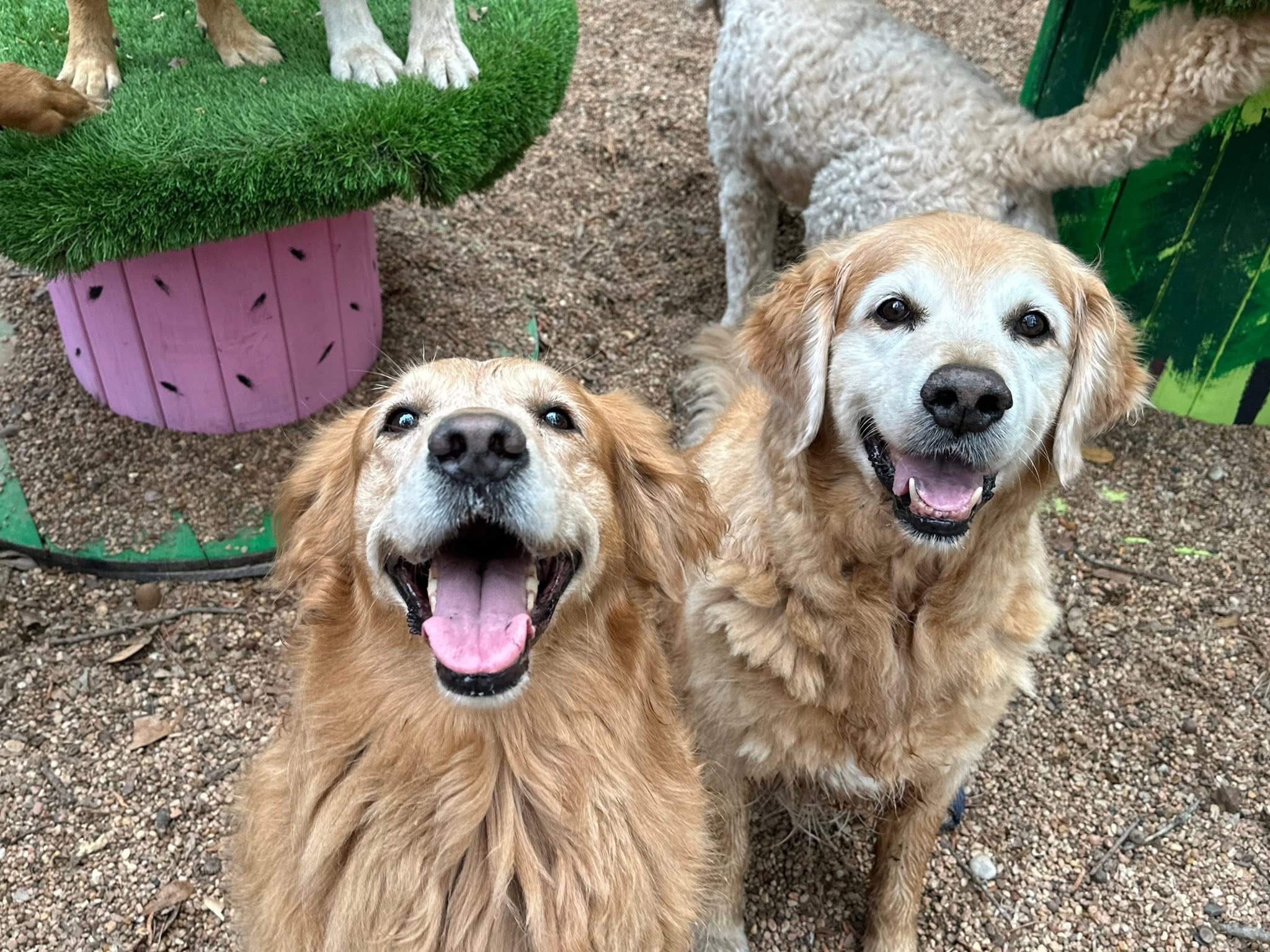 the ranch woodlands magnolia tx