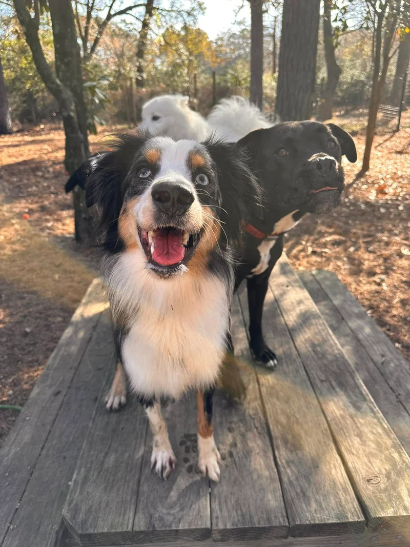 dog training magnolia tx