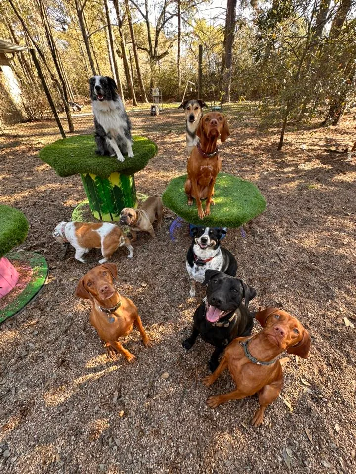 dog daycare magnolia tx