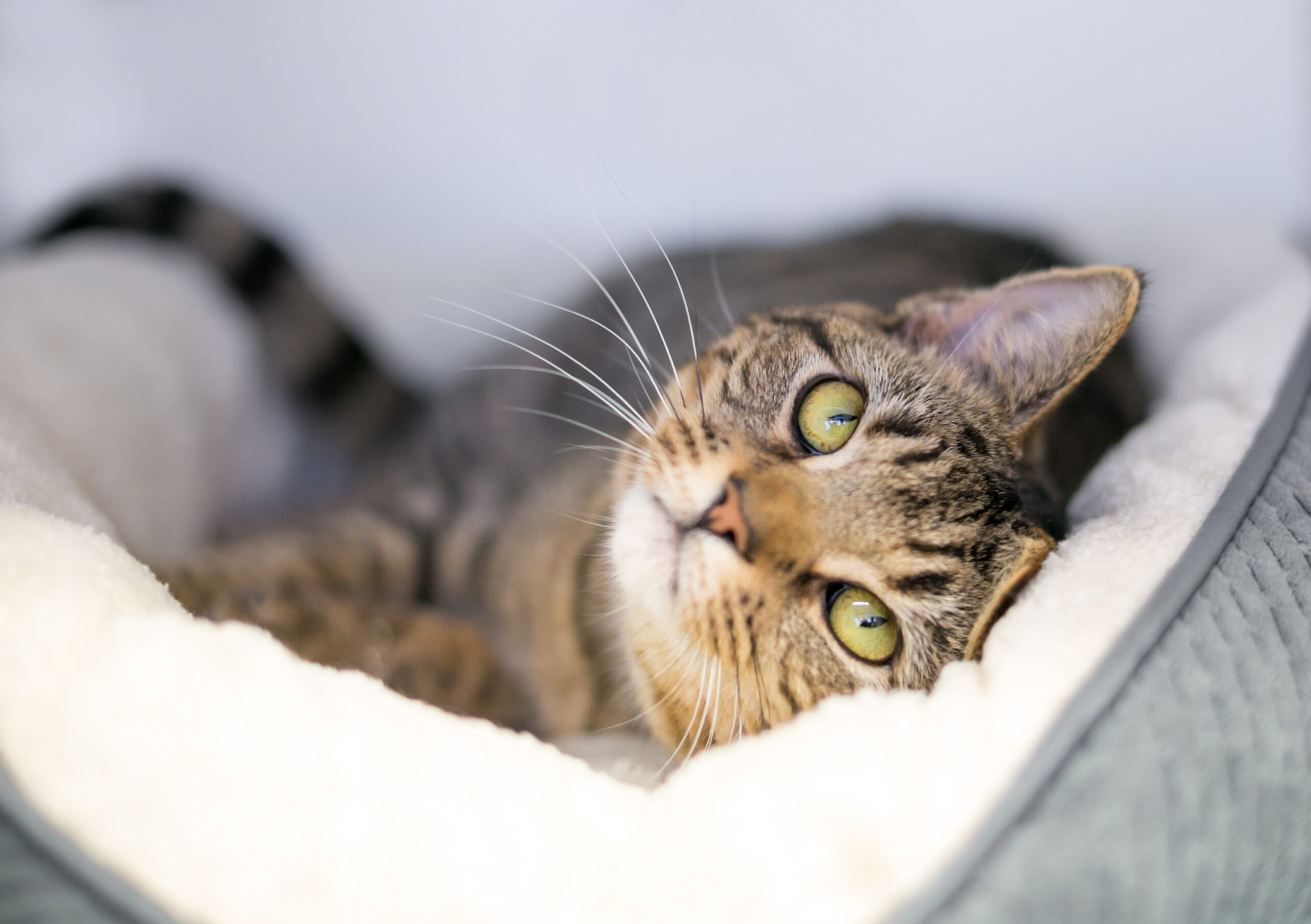 Cat with green eyes laying in cat bed at The Ranch Woodlands near Jersey Village, TX