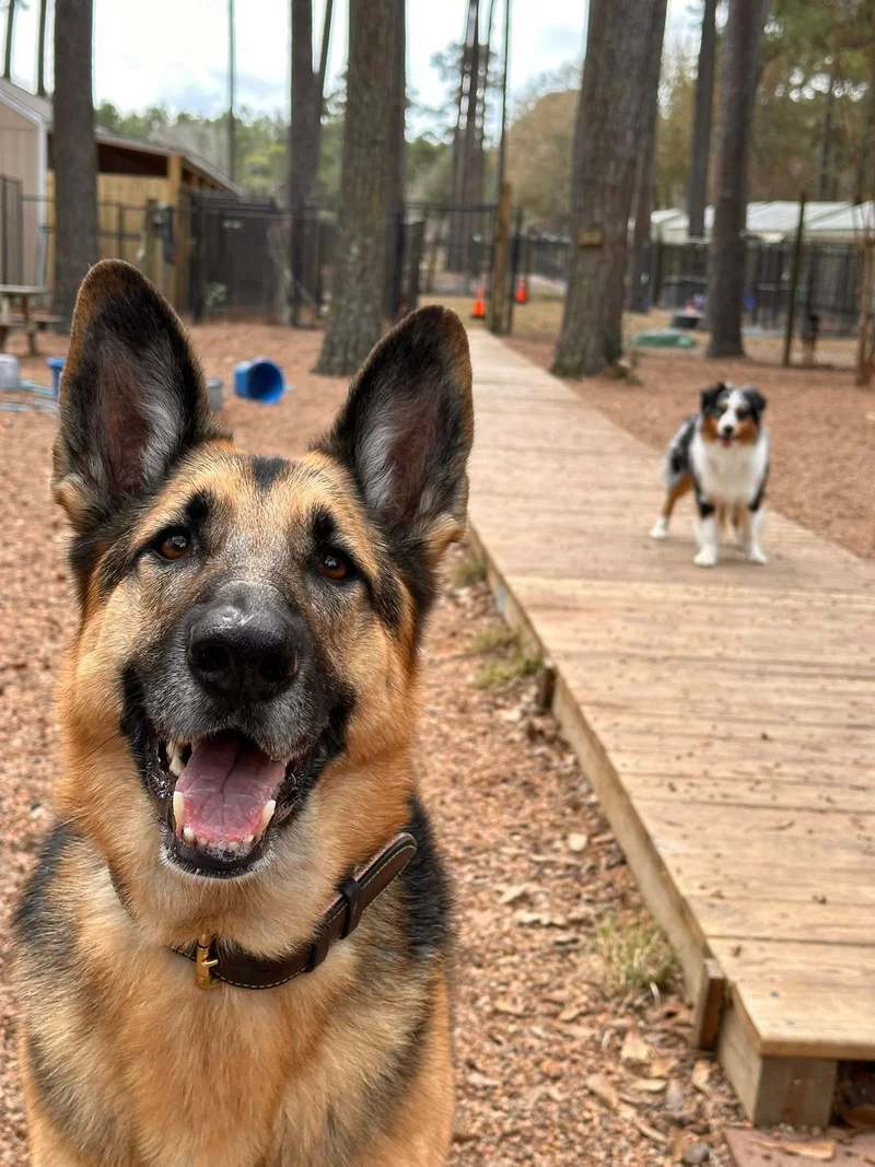 German Shephard standing by wooden walkway at The Ranch Woodlands near Jersey Village, TX