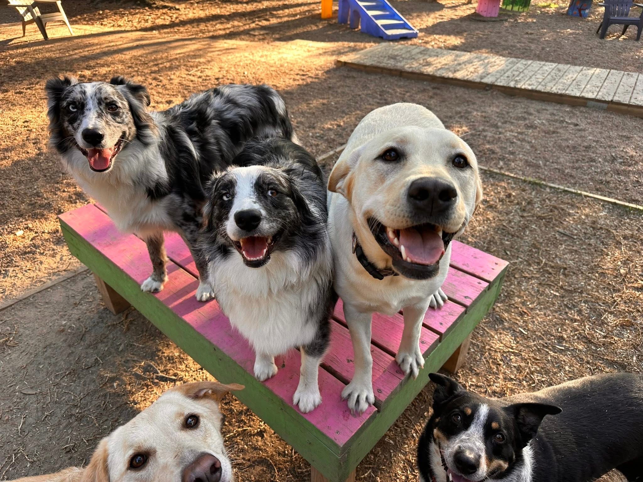 Group of happy dogs standing on pink play equipment at The Ranch Woodlands near Westfield, TX