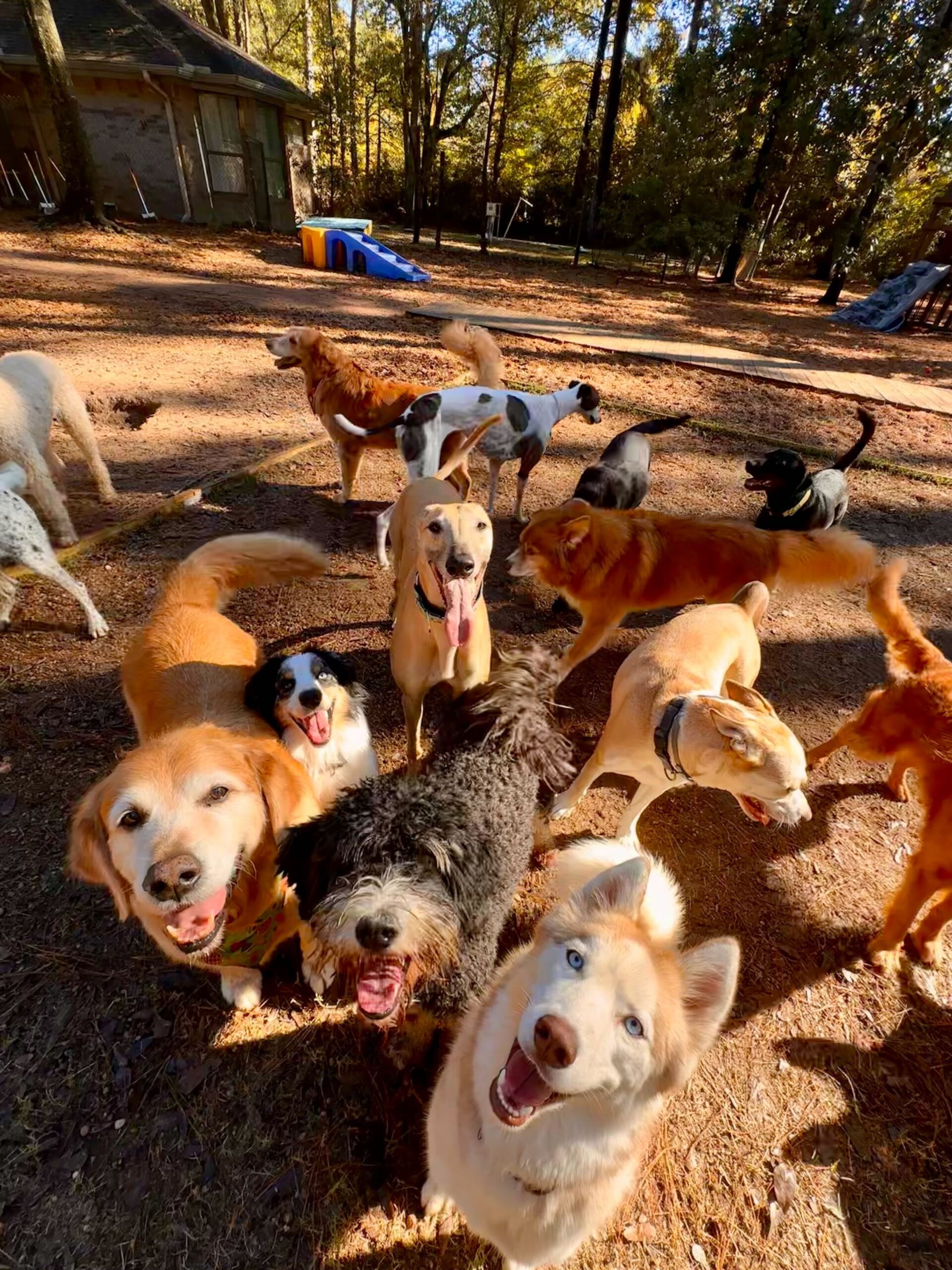 Group of happy dogs standing outside at The Ranch Woodlands near Westfield, TX