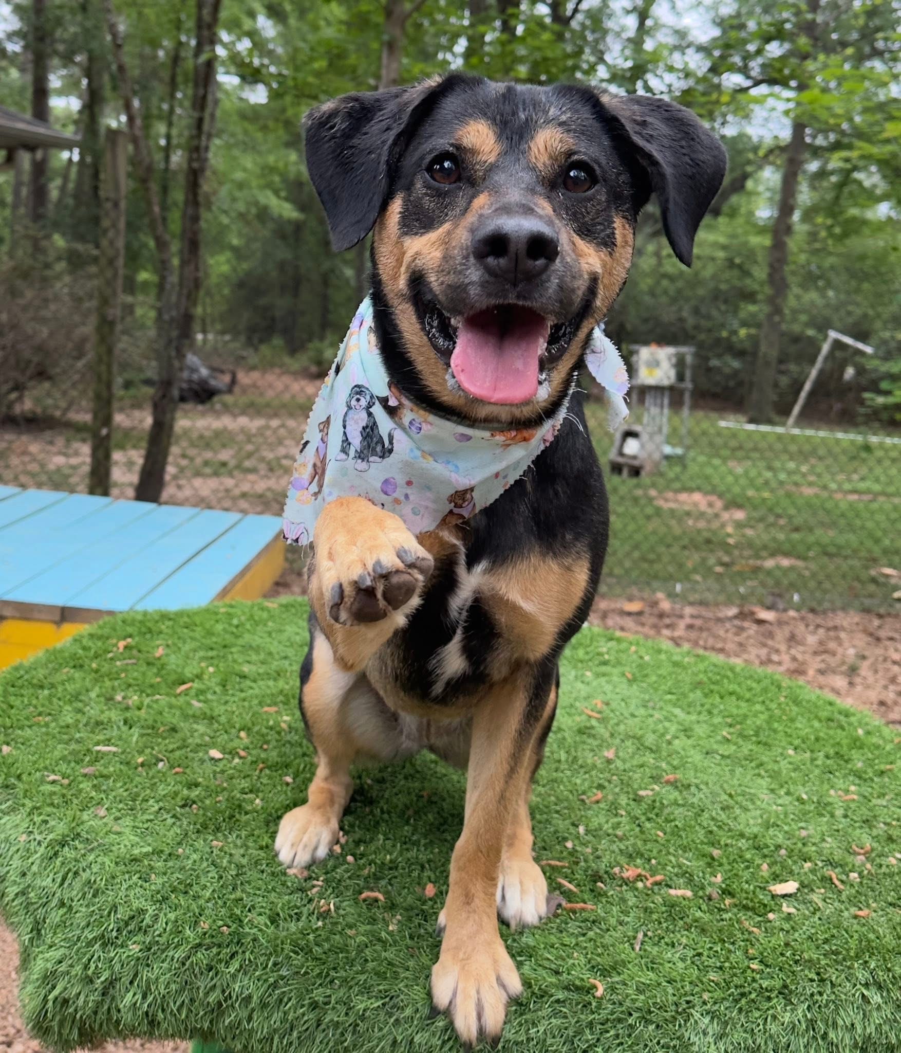 Happy dog wearing bandana holding paw up at The Ranch Woodlands near Jersey Village, TX