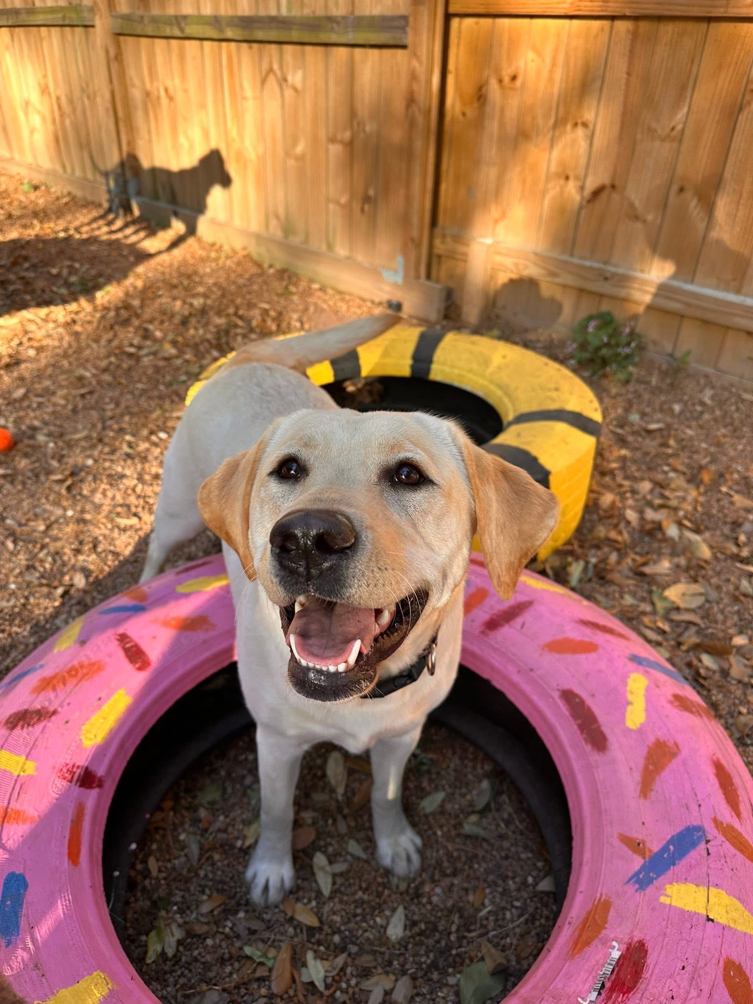 Yellow lab playing in painted play tires at The Ranch Woodlands near Jersey Village, TX